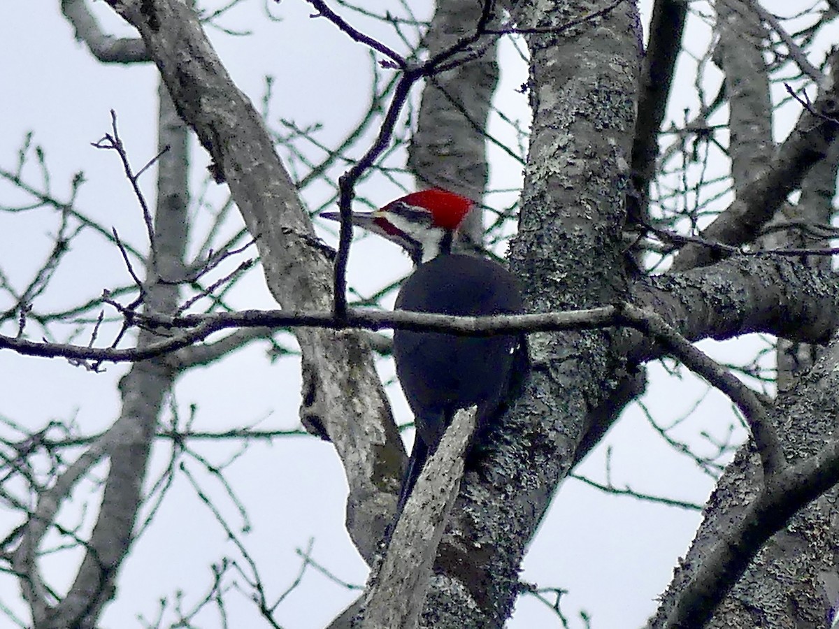 Pileated Woodpecker - ML418992131