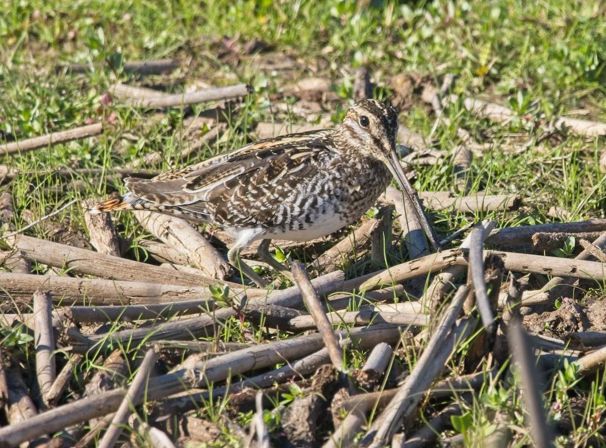 Wilson's Snipe - ML418992151