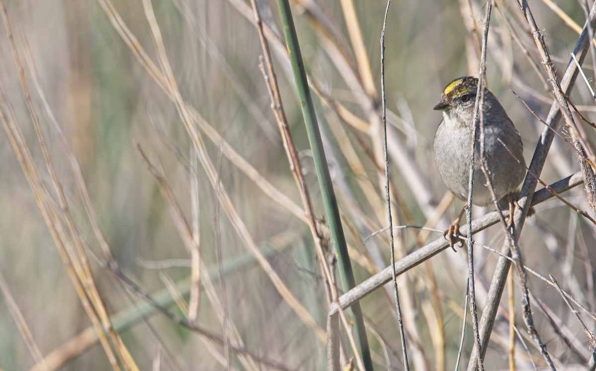 Golden-crowned Sparrow - Mike Heacox