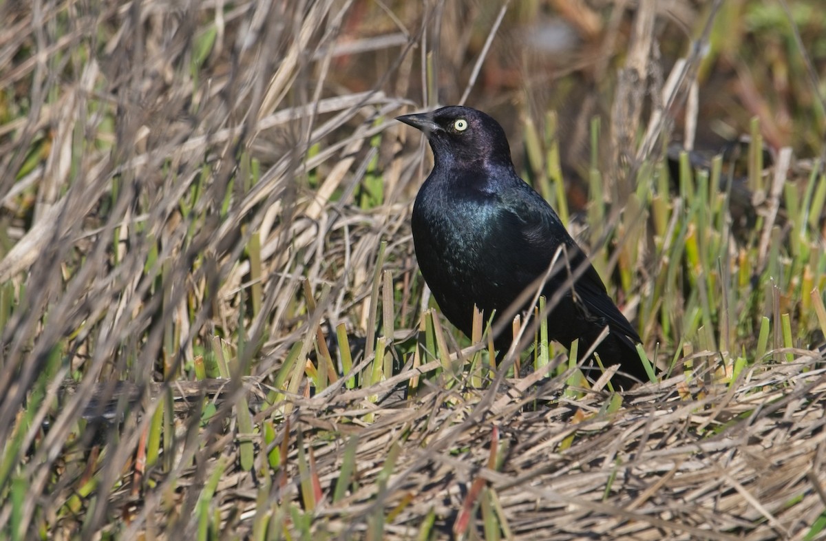 Brewer's Blackbird - ML418992631