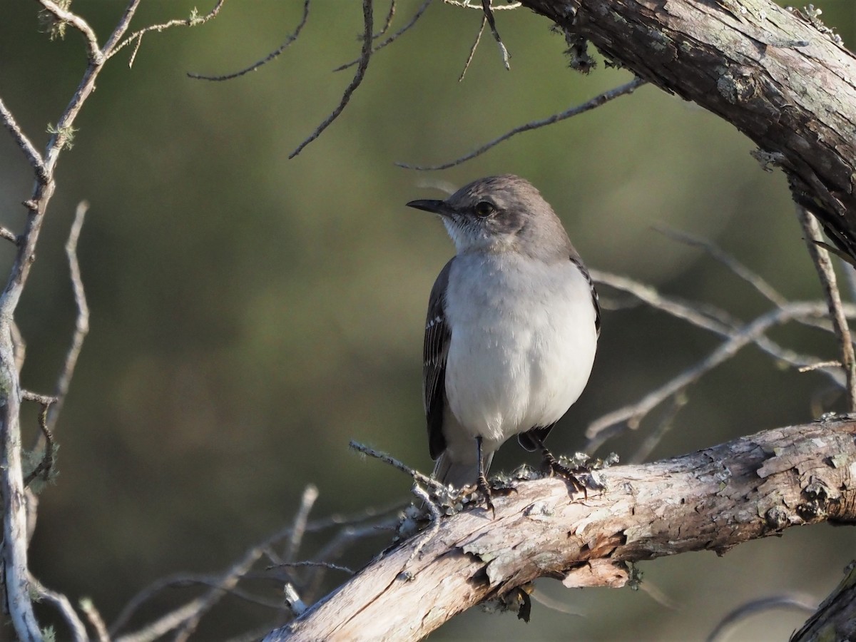 Northern Mockingbird - ML418993471