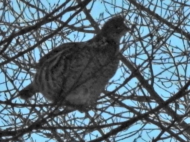 Ruffed Grouse - ML418993491