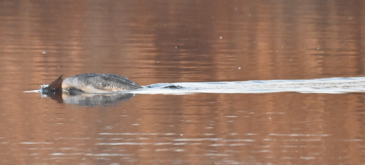 Common Merganser - ML418993531