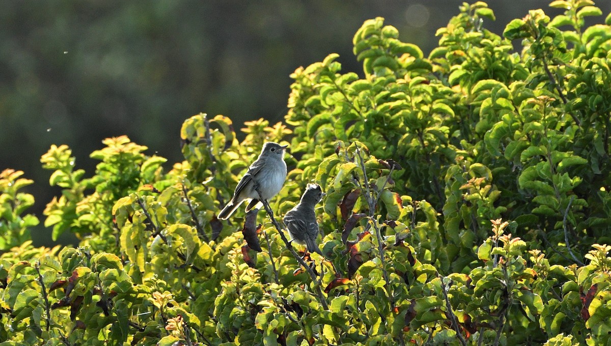 White-crested Elaenia - Marcelo Donoso