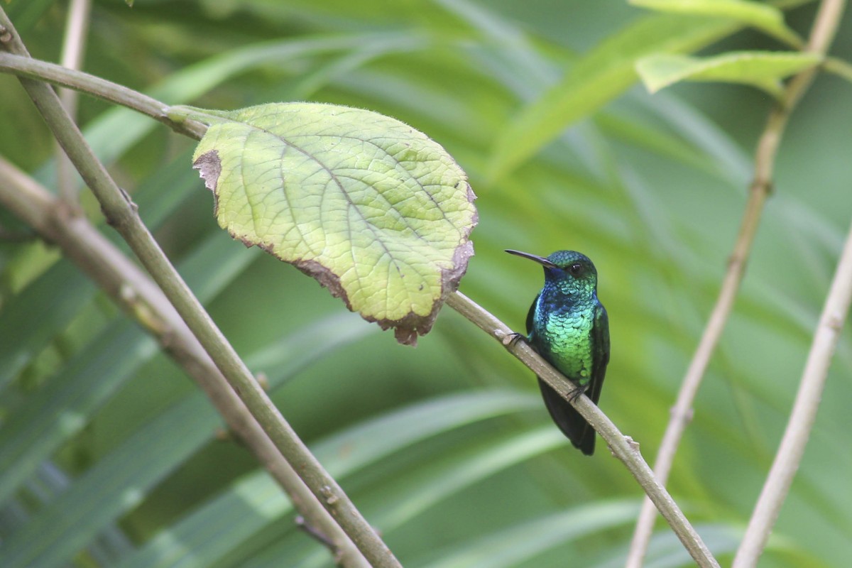 Blue-chinned Sapphire - Philip Downey