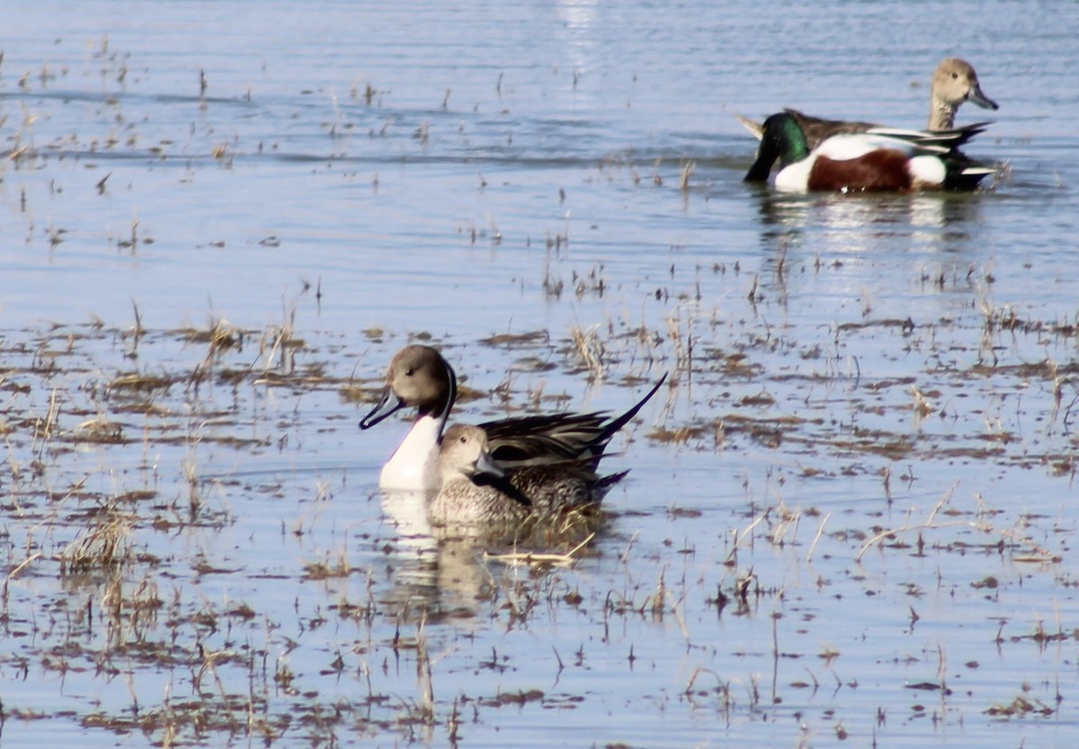 Northern Pintail - ML418996921