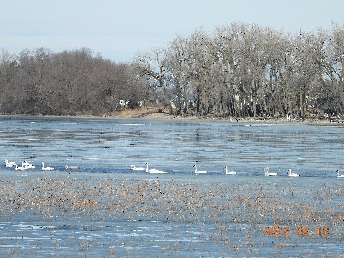 Cisne Trompetero - ML419002001