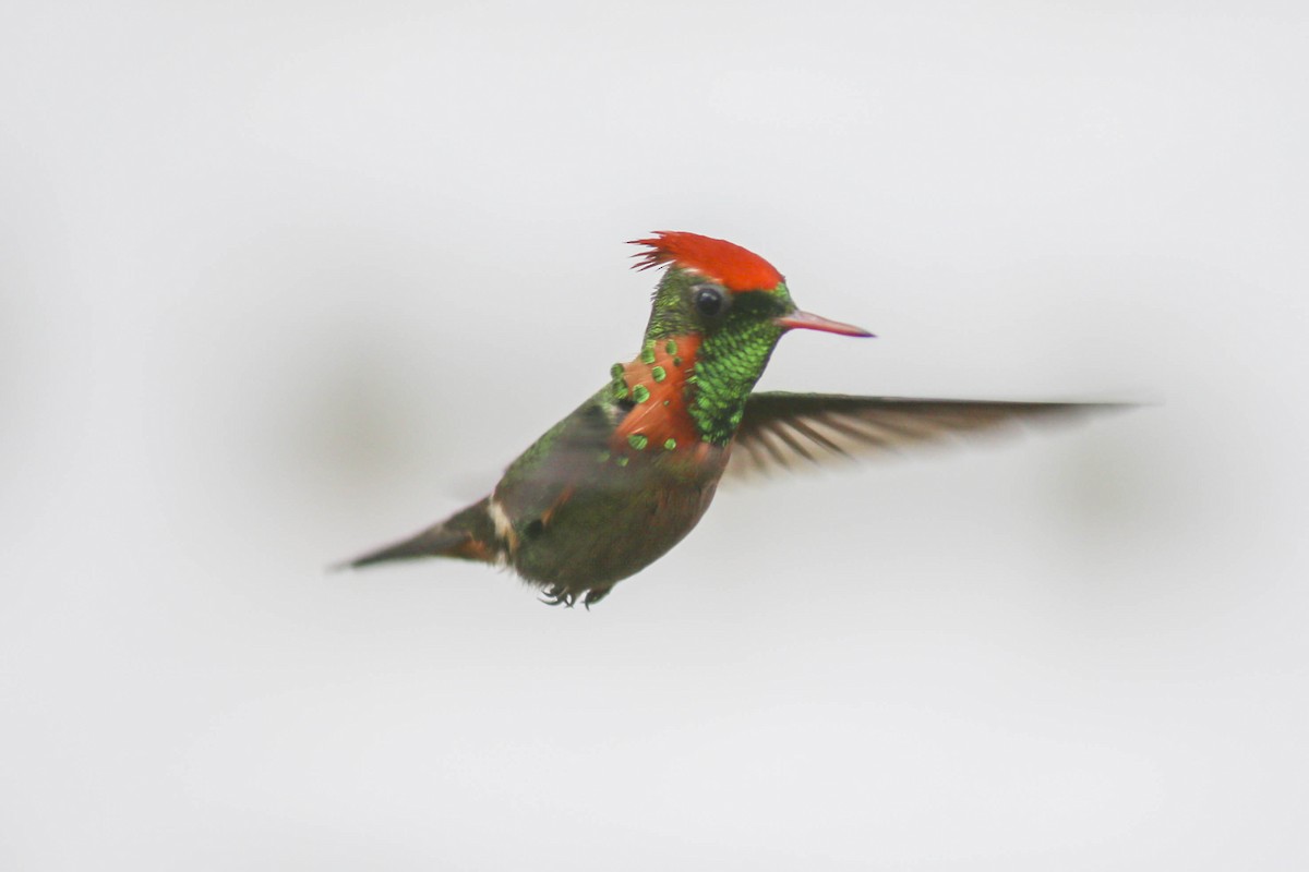 Tufted Coquette - ML419002591