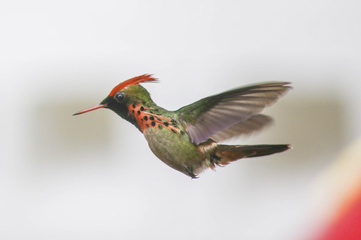 Tufted Coquette - Philip Downey