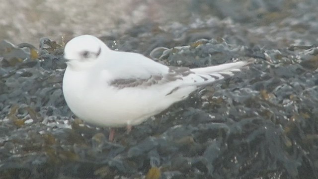 Ross's Gull - ML419003091