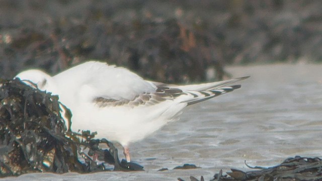 Ross's Gull - ML419003411