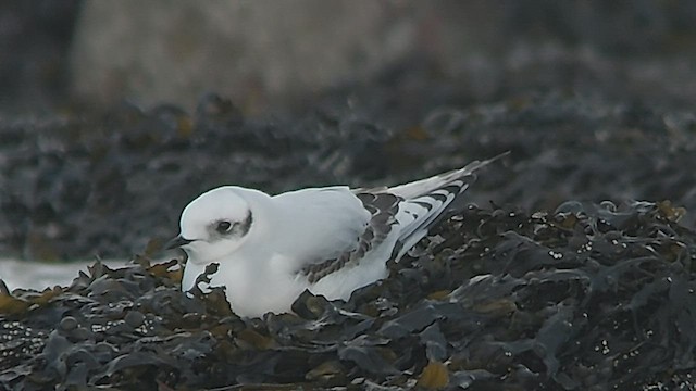 Ross's Gull - ML419003551