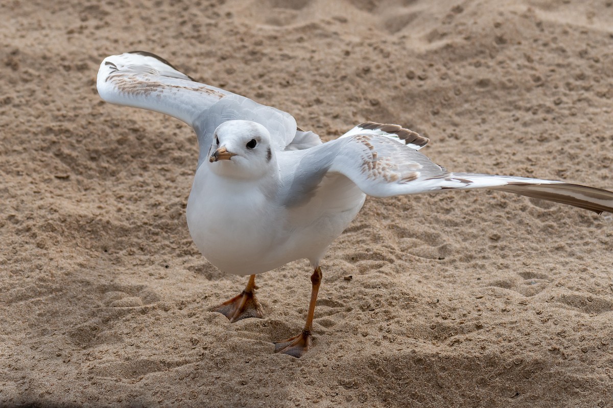 Mouette rieuse - ML419004081