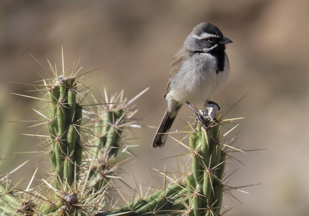 Black-throated Sparrow - ML419004771