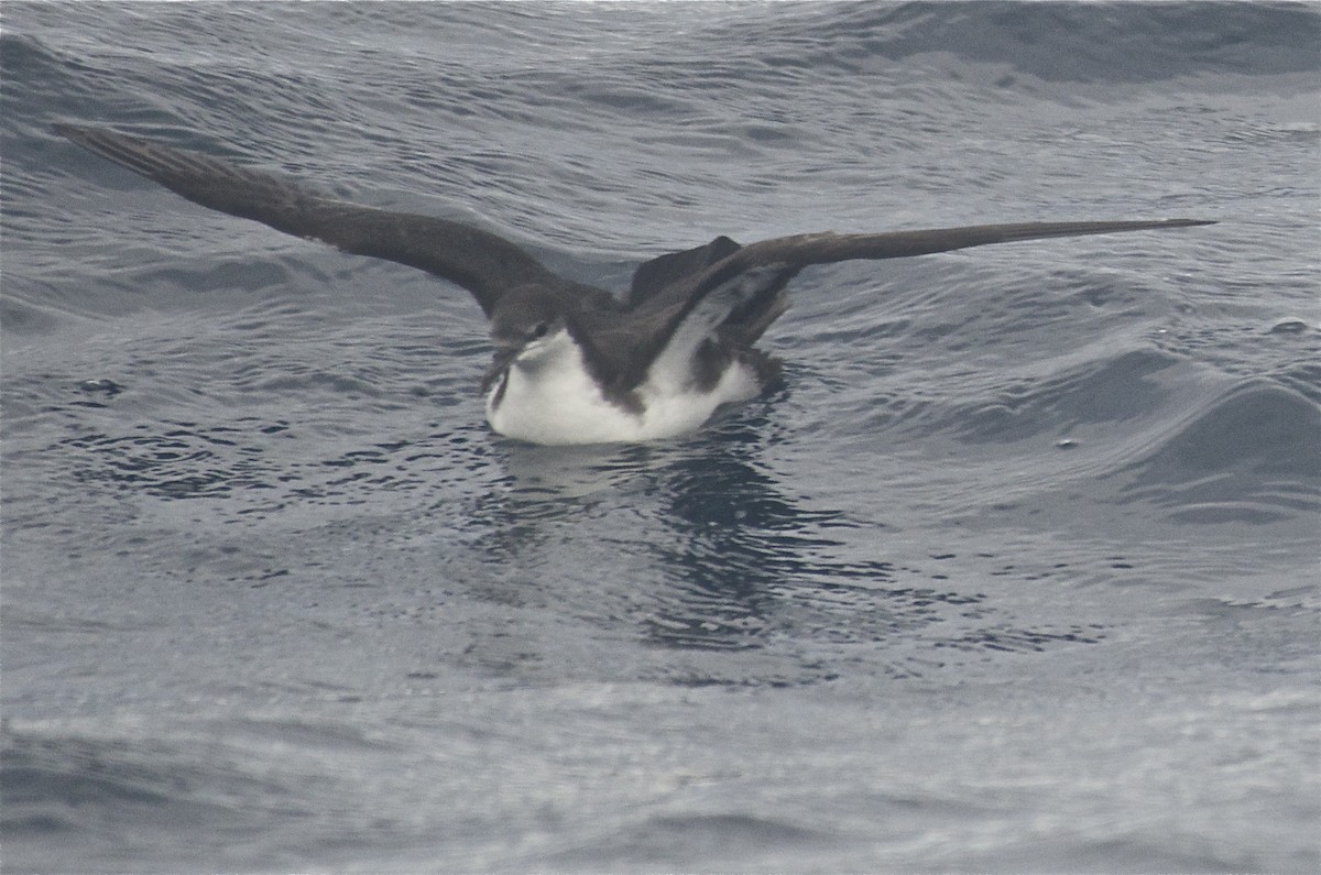 Galapagos Shearwater (Light-winged) - Jan Cubilla