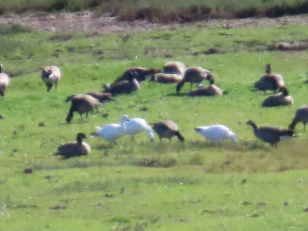 Snow/Ross's Goose - ML419008181