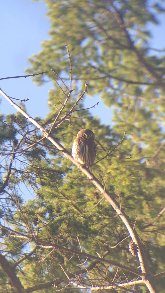Northern Pygmy-Owl - ML419009161