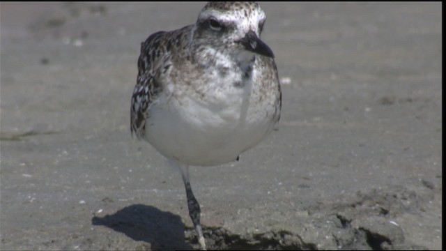 Black-bellied Plover - ML419010