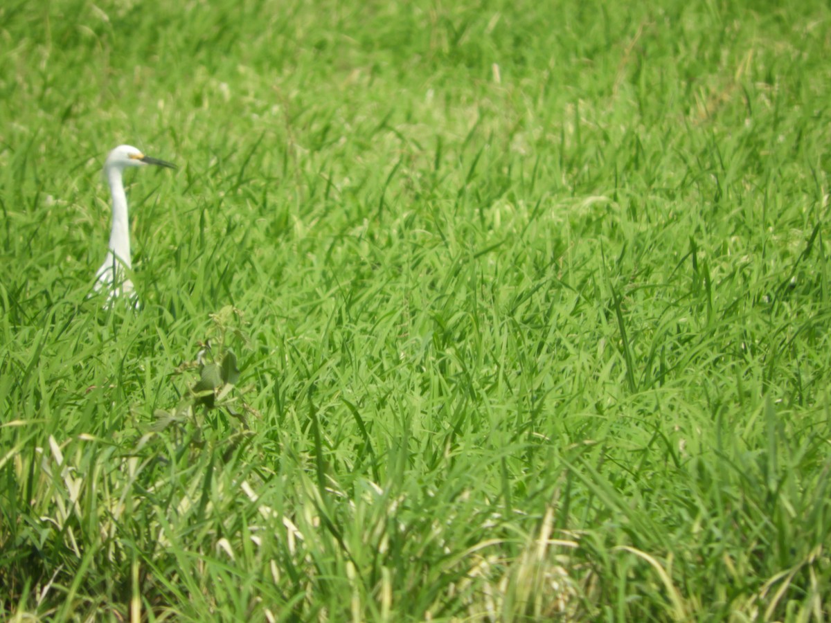 Snowy Egret - Silvia Enggist