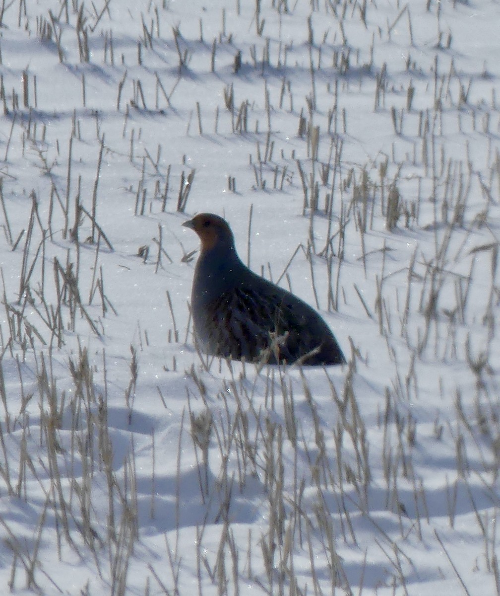 Gray Partridge - ML419011691