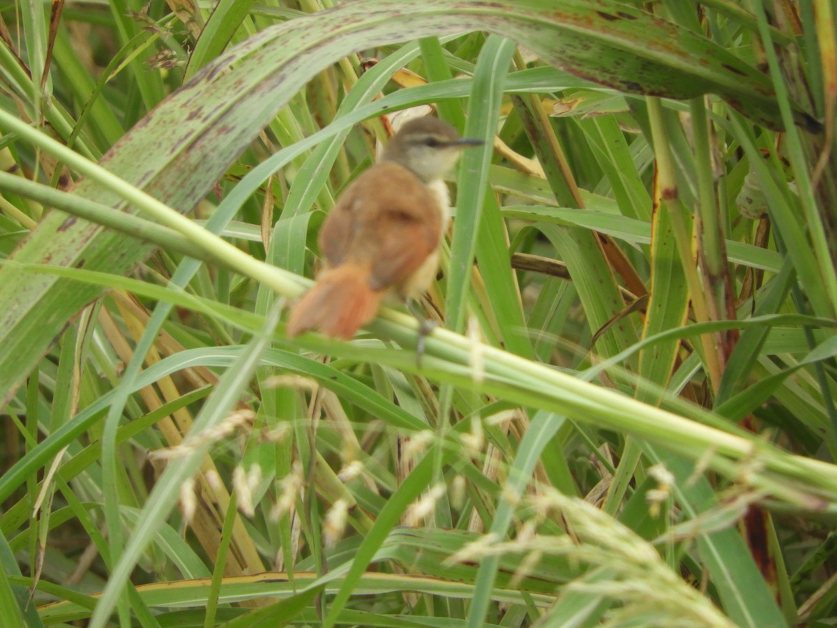 Yellow-chinned Spinetail - Silvia Enggist