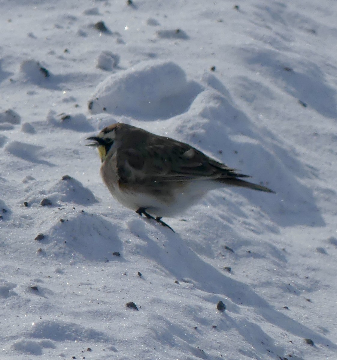 Horned Lark - Jim St Laurent