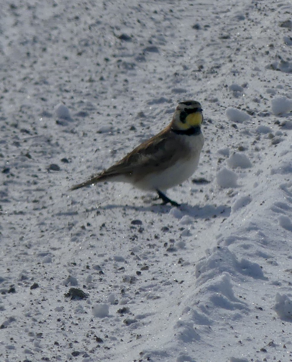 Horned Lark - ML419011811