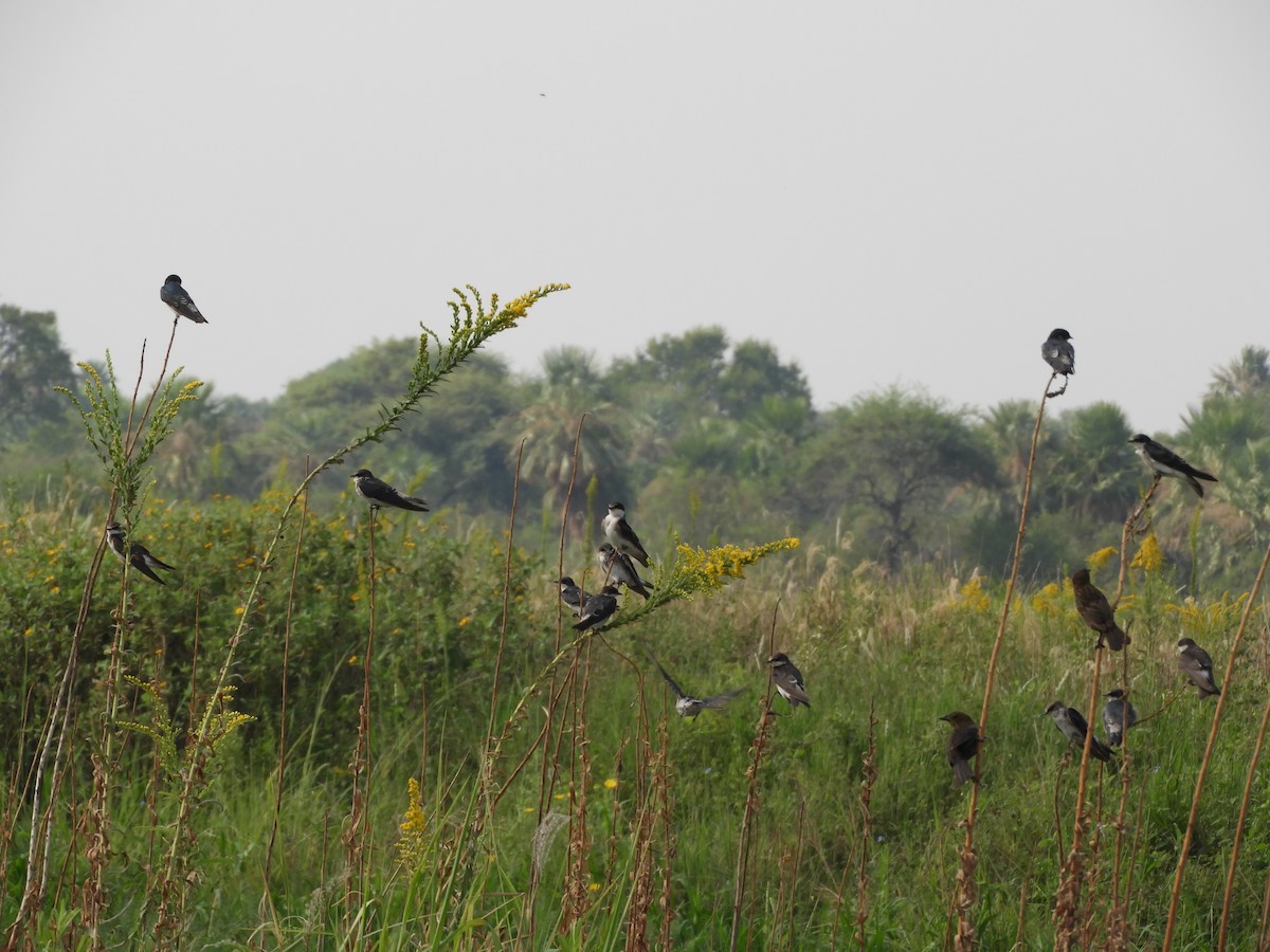 White-rumped Swallow - ML419012231