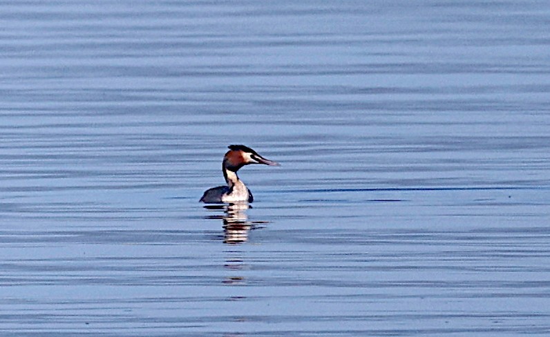 Great Crested Grebe - ML419013841