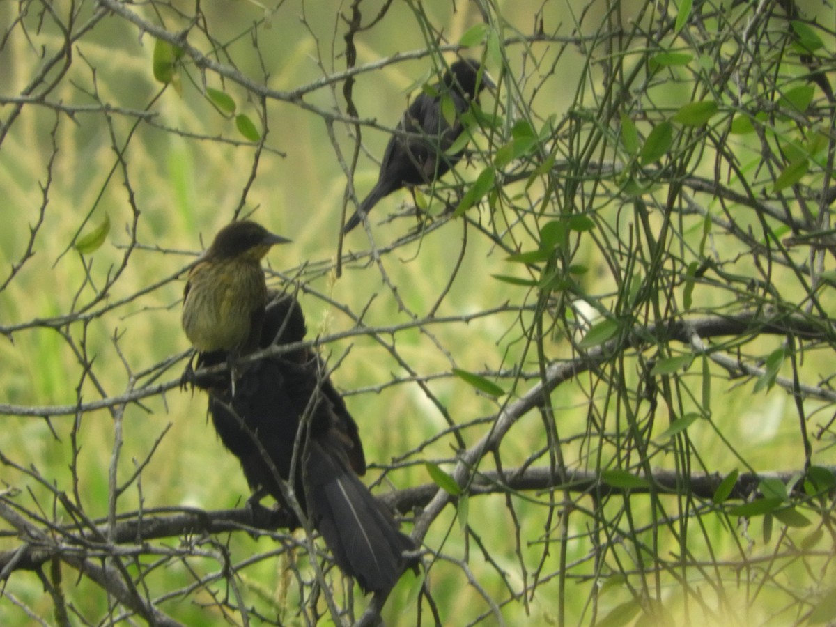 Unicolored Blackbird - ML419014331