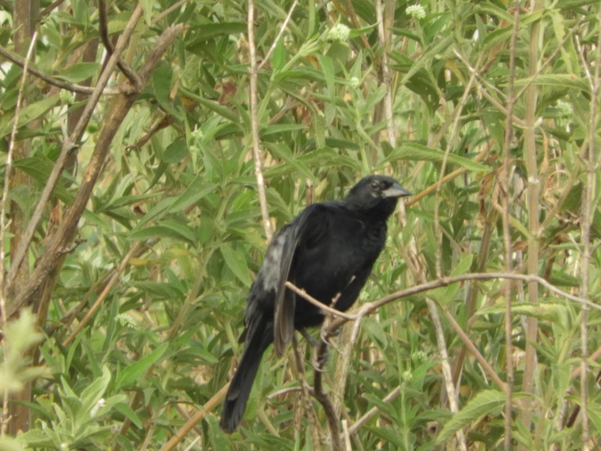 Unicolored Blackbird - ML419014401