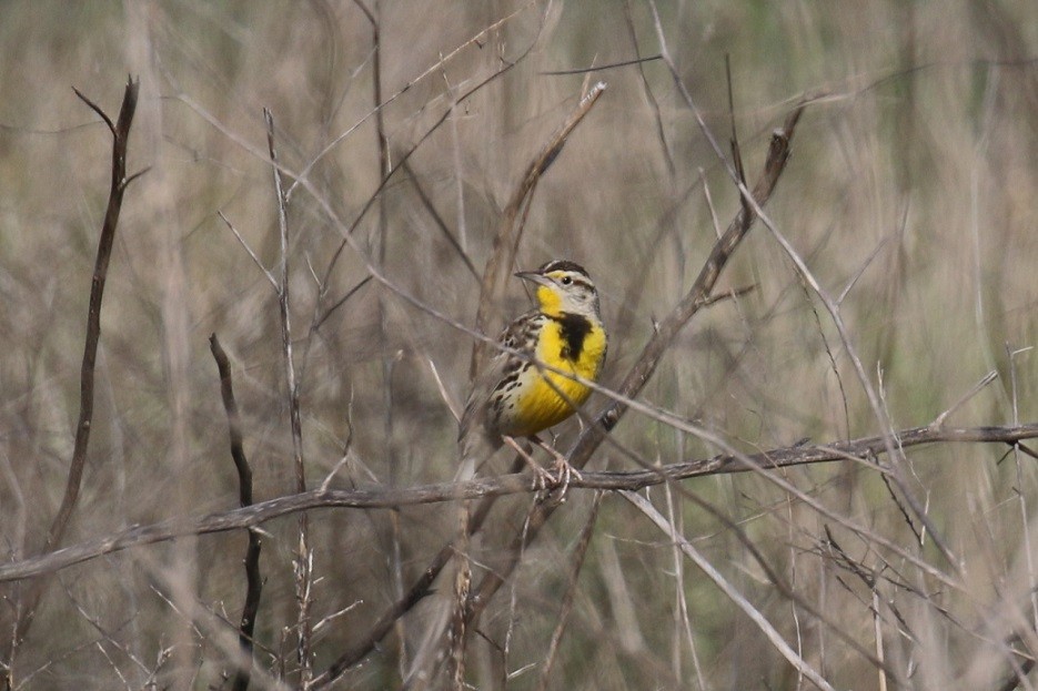 Western Meadowlark - ML419014611