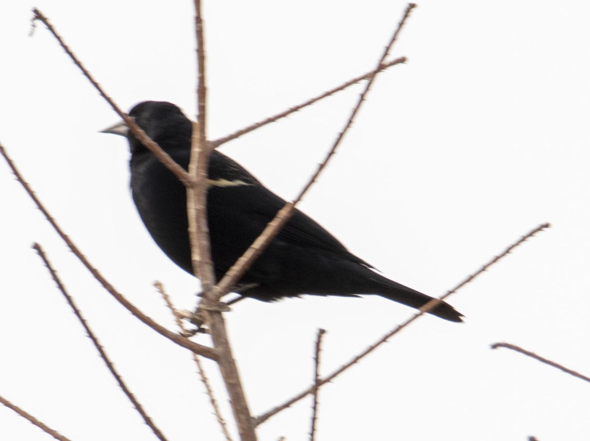 Red-winged Blackbird - ML419014851