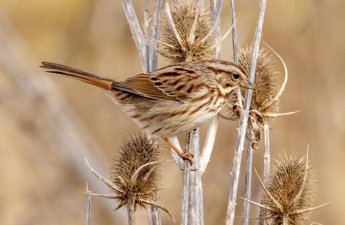 Song Sparrow - ML419015001