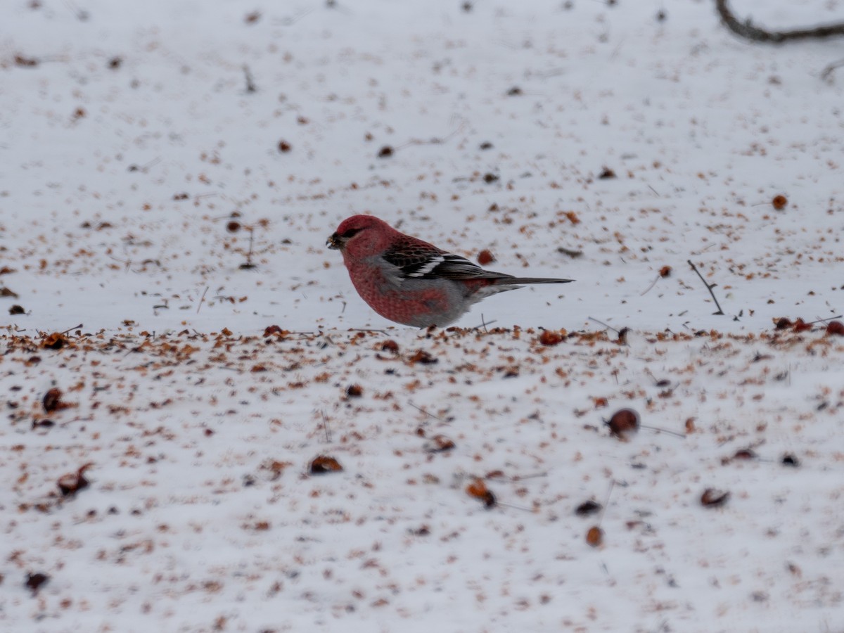 Pine Grosbeak - ML419015651