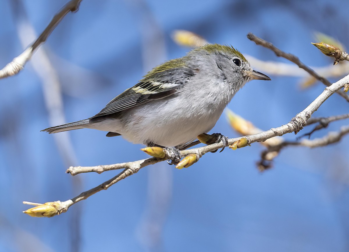 Chestnut-sided Warbler - ML419018361