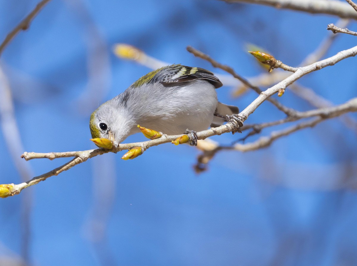 Chestnut-sided Warbler - ML419018411
