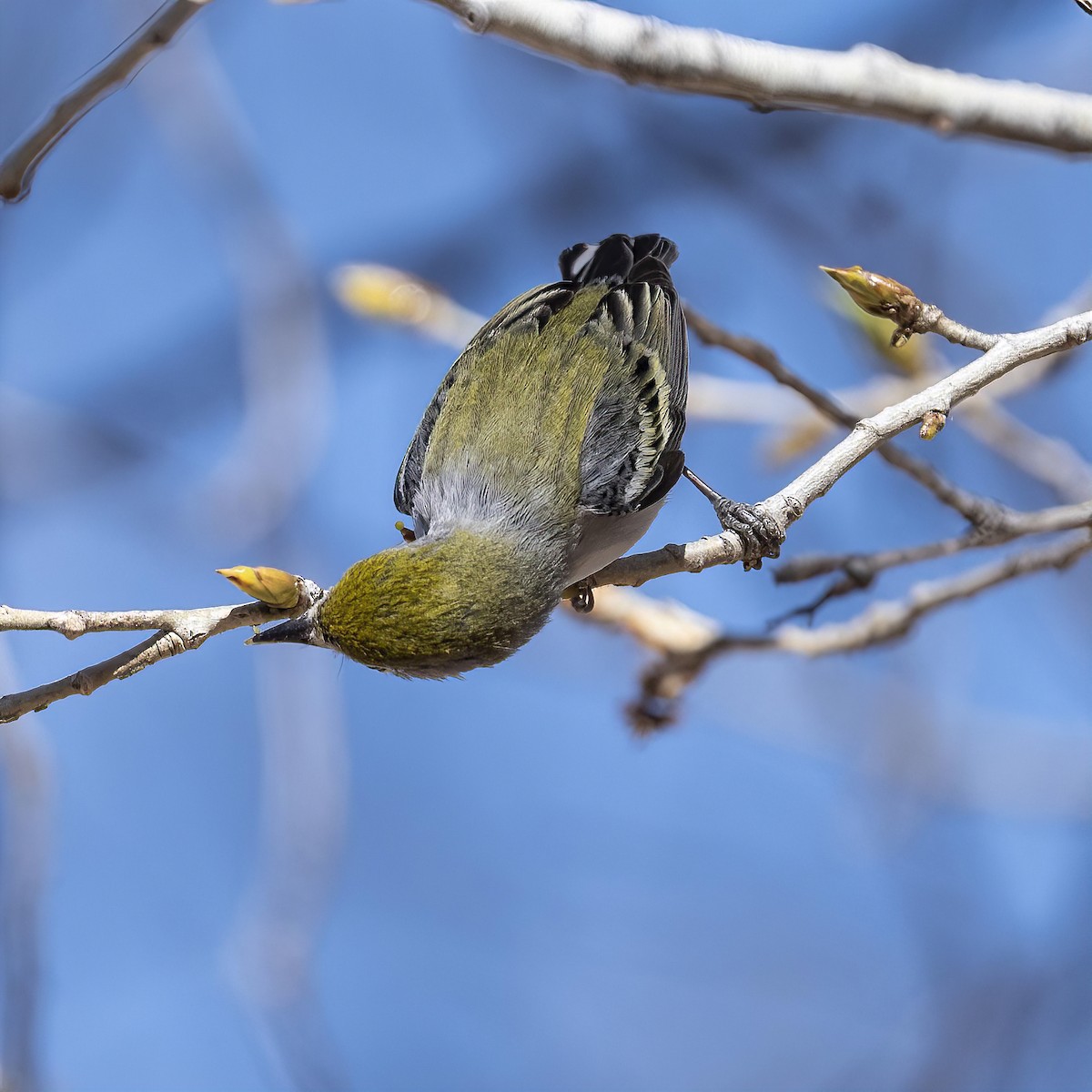 Chestnut-sided Warbler - ML419018421