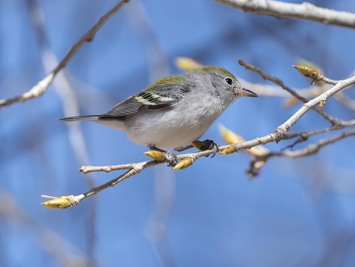 Chestnut-sided Warbler - ML419018431