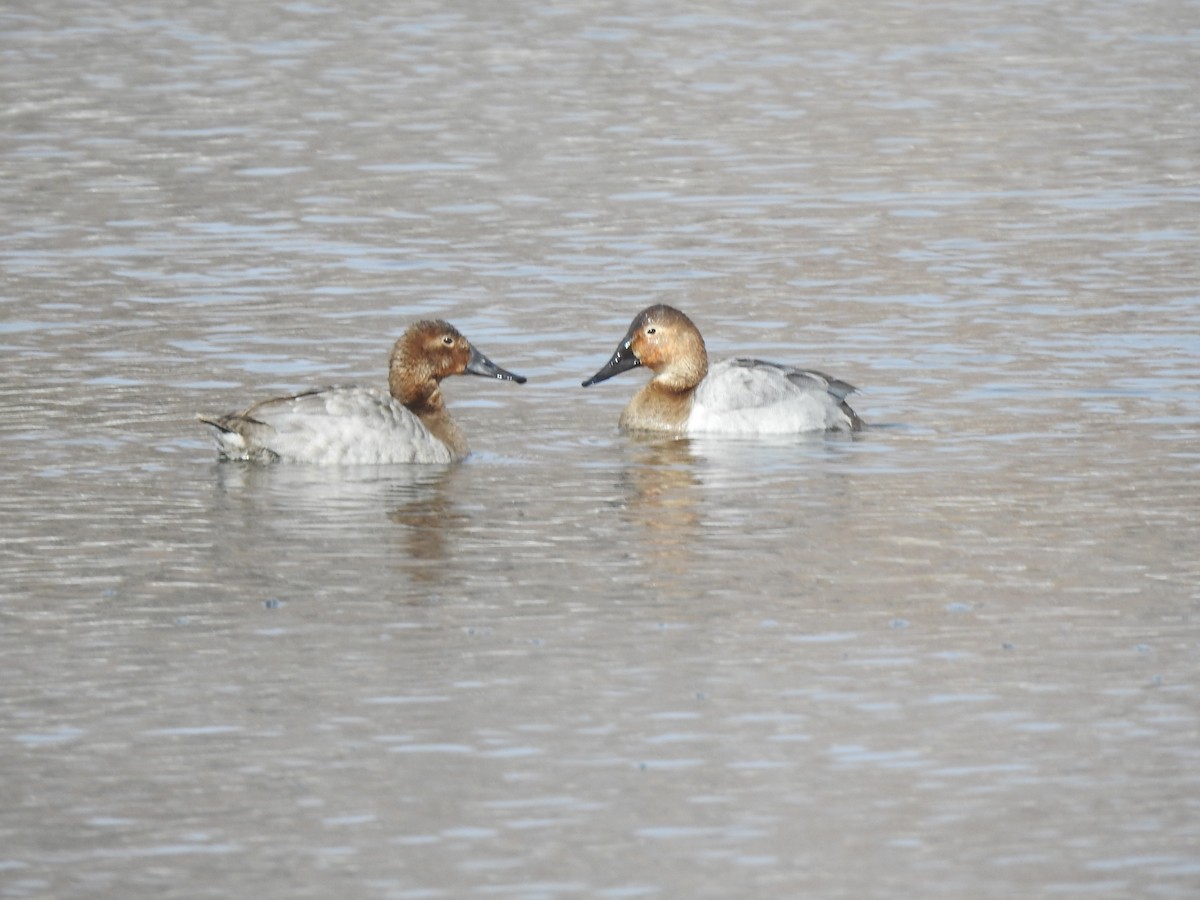 Canvasback - ML419019861