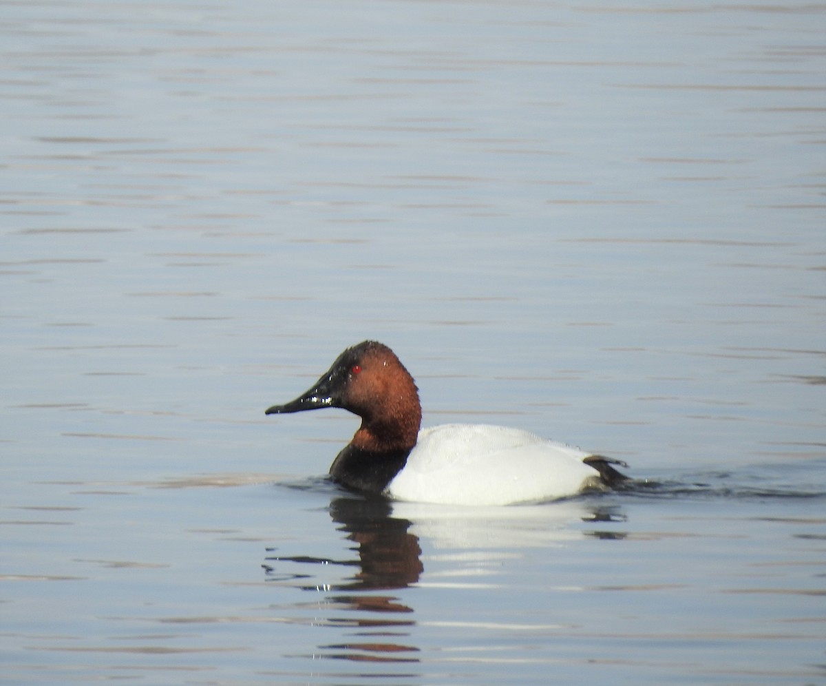 Canvasback - ML419019871
