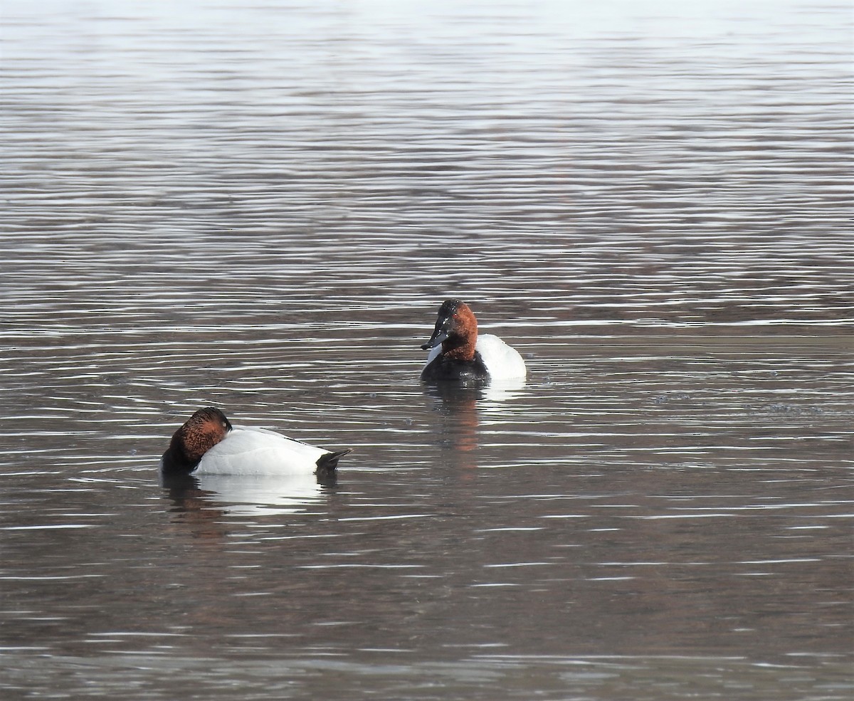 Canvasback - ML419019891