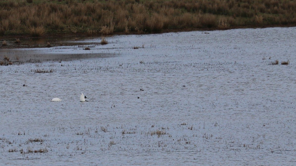 Lesser Scaup - ML419021921