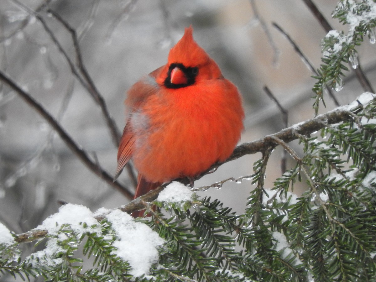 Northern Cardinal - ML419023881