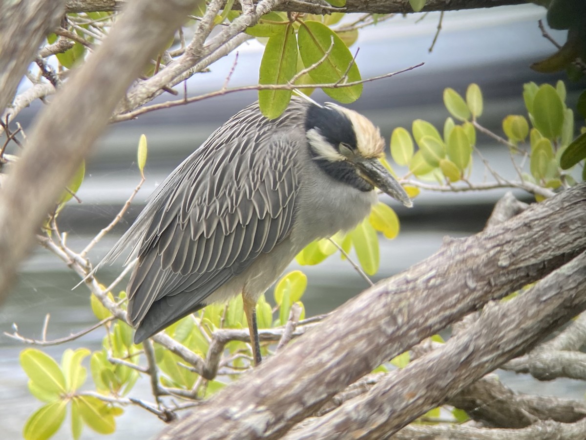Yellow-crowned Night Heron - Holly Coates