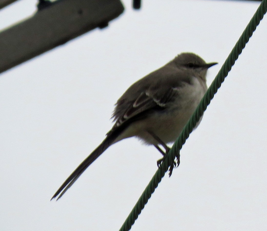 sangspottefugl - ML419024111