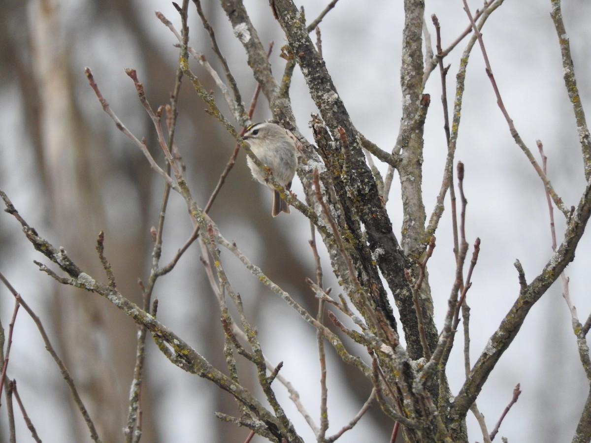 Roitelet à couronne dorée - ML419024481