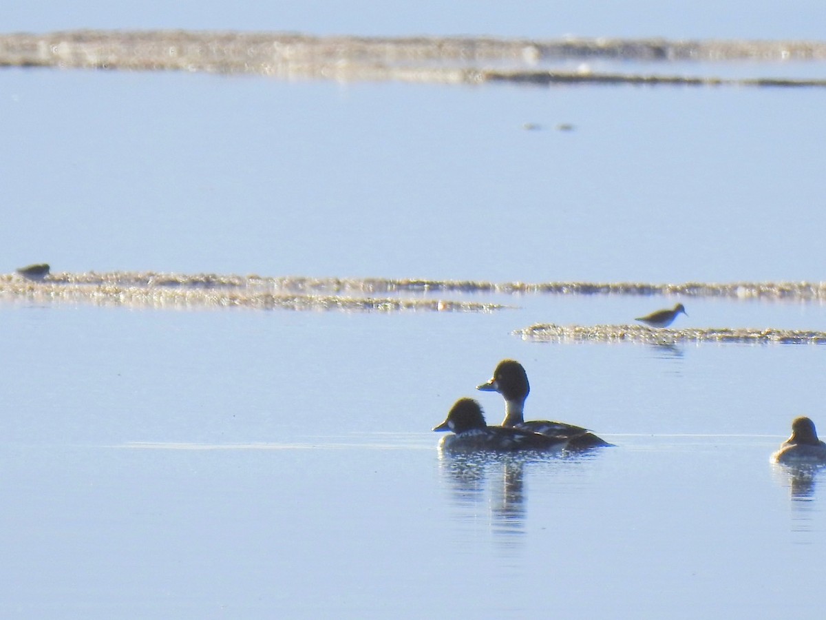 Common Goldeneye - ML419026441