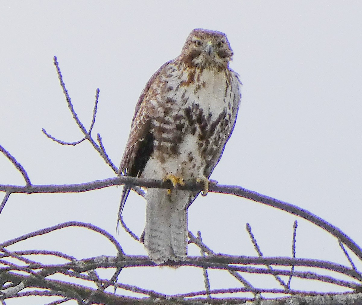 Red-tailed Hawk - ML419026741