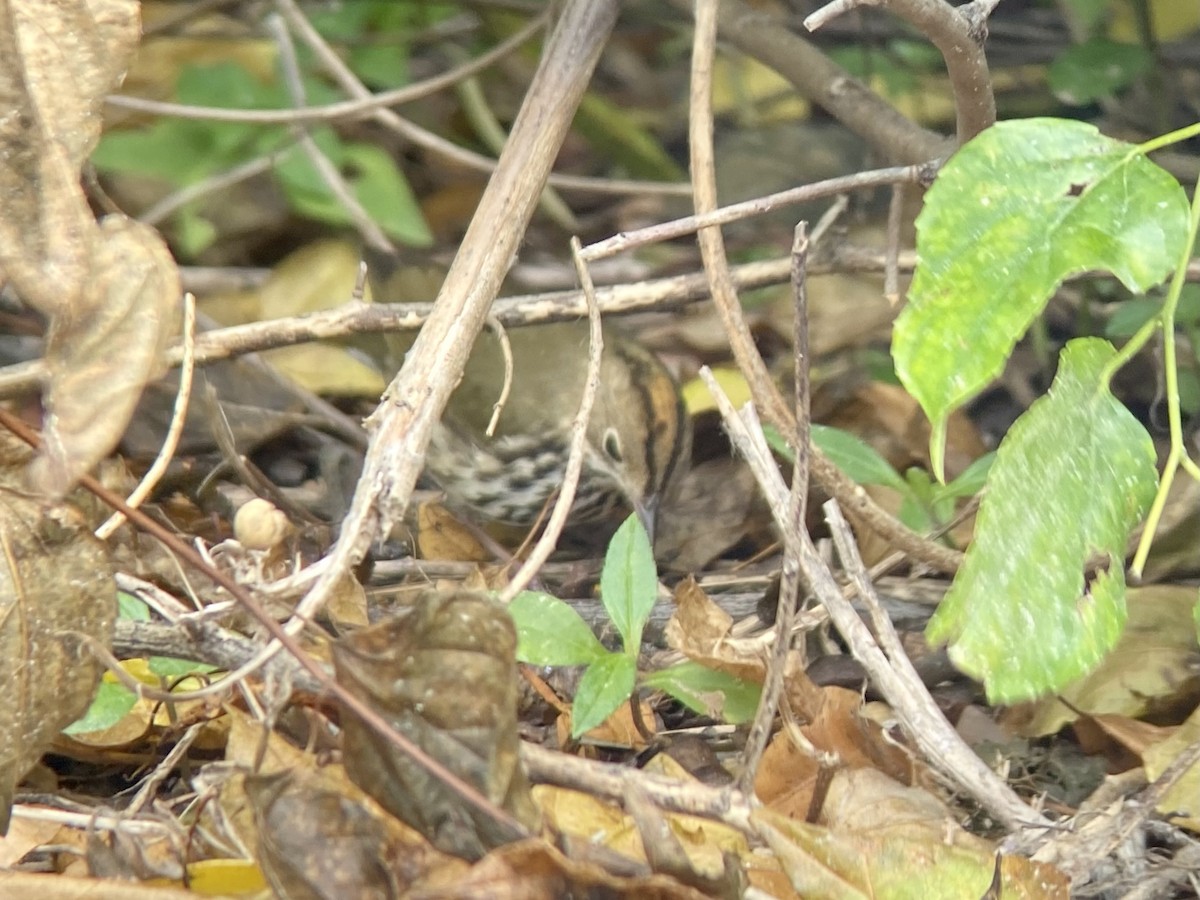 Ovenbird - Holly Coates